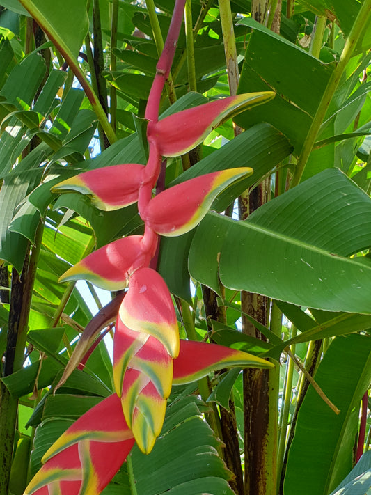 Heliconia Rostrata