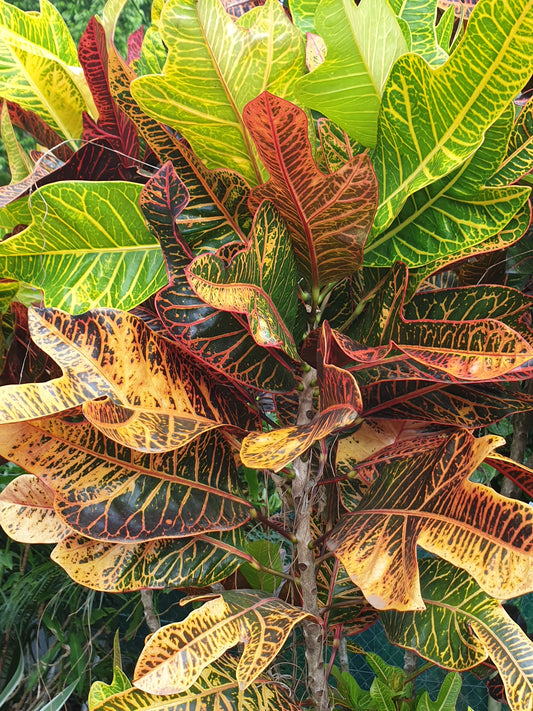Croton en feuille (botte de 10)