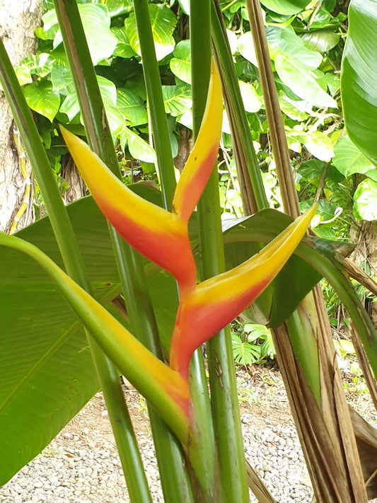 Heliconia Carola
