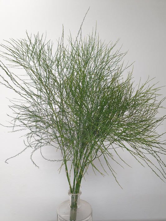 Asparagus (Botte de 10)
