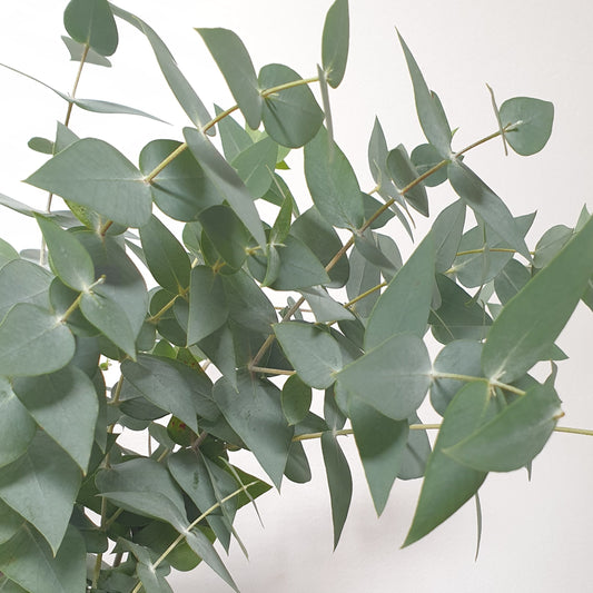 Eucalyptus (botte de 10 tiges)