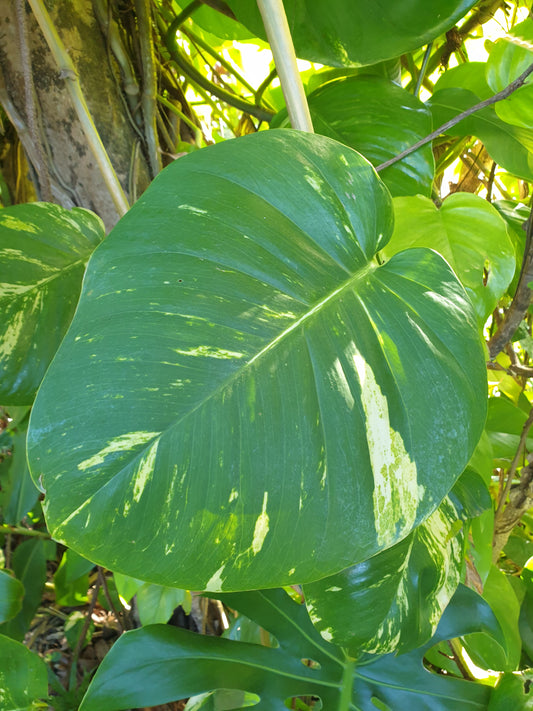 Pothos, feuille moyenne  13-20 cm (botte de 10)