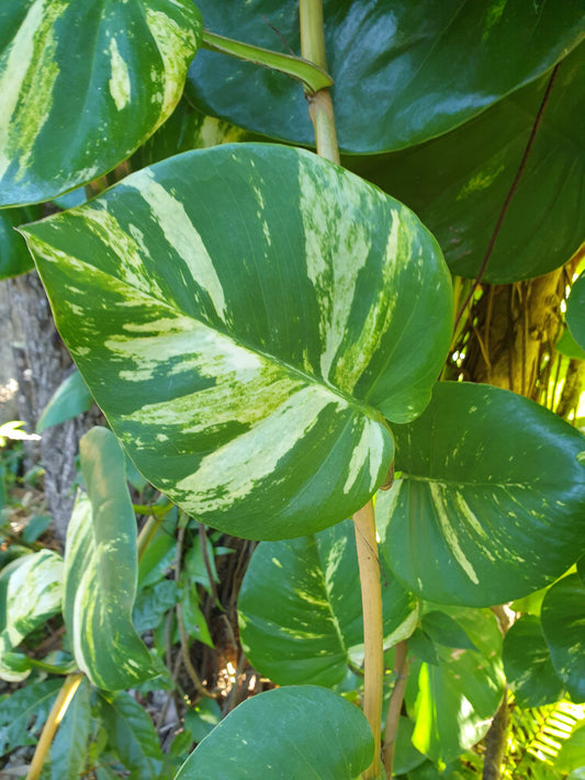 Pothos, petite feuille 8-12 cm (botte de 10cm)