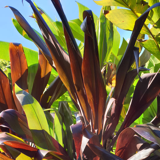 Cordyline Grande épée (botte de 10)