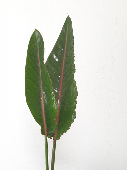 Strelitzia (botte de 10)