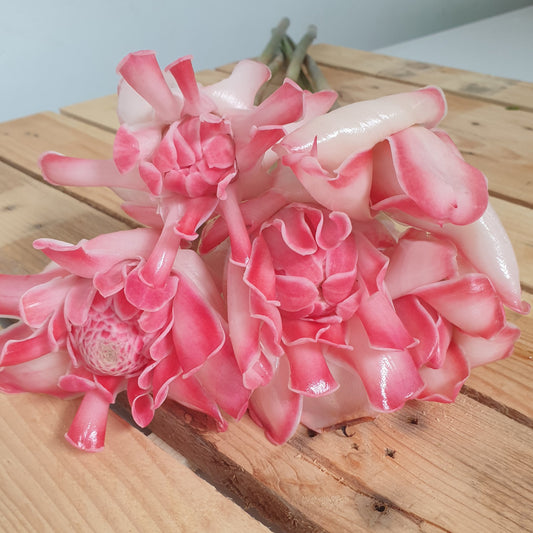 Rose de porcelaine nacrée Petite (botte de 5)