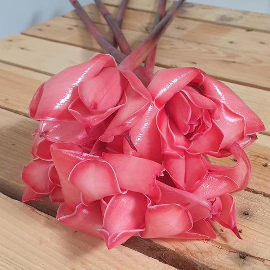 Rose de porcelaine rouge Petite (botte de 5)