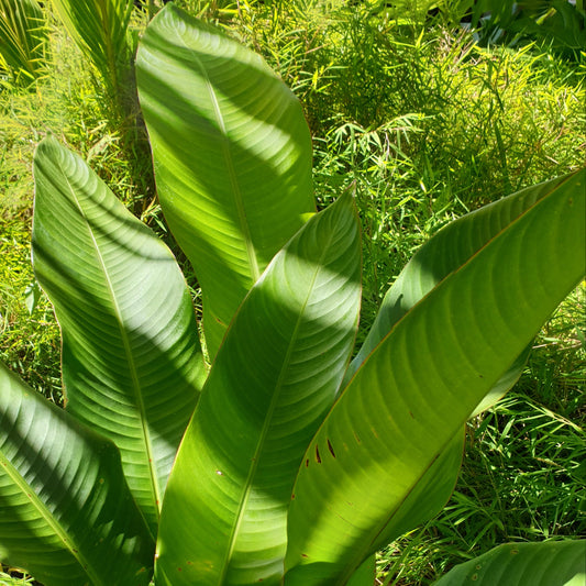 Feuilles d'Heliconia (botte de 10)