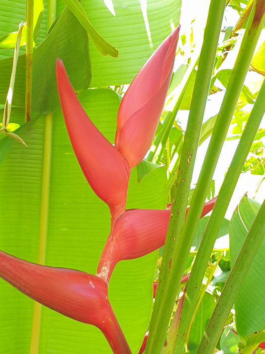 Heliconia Bourgeana