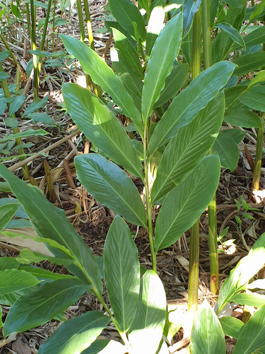 Feuille d'Alpinia (botte de 10 tiges)