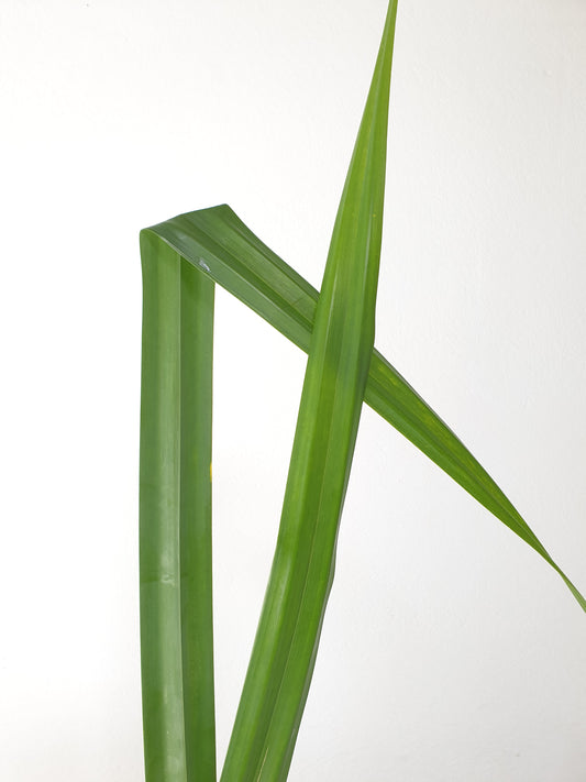 Grand Pandanus vert (botte de 10)