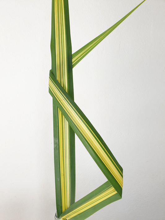 Grand Pandanus panaché vert et jaune (botte de 10)