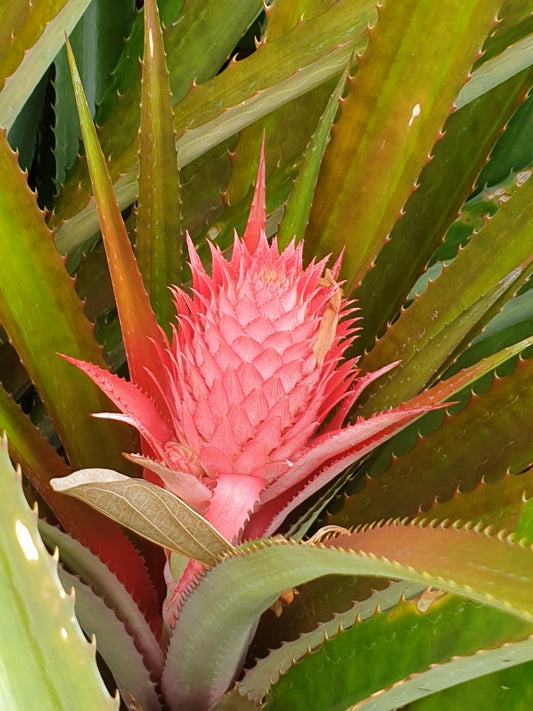 Ananas Bracteatus
