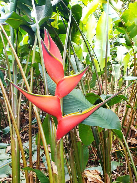 Heliconia Erica