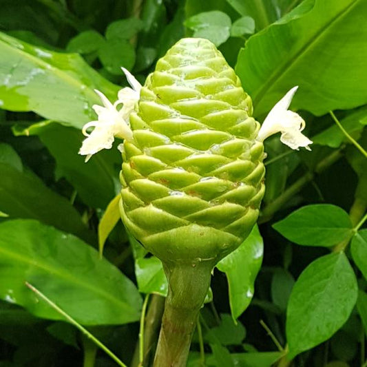 Bomba vert (botte de 5)