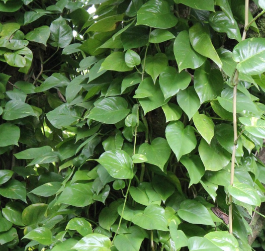 Liane de Pothos (botte de 5 lianes)