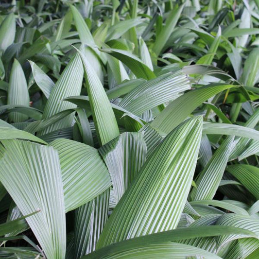 Plicata