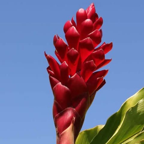 Alpinia Rouge