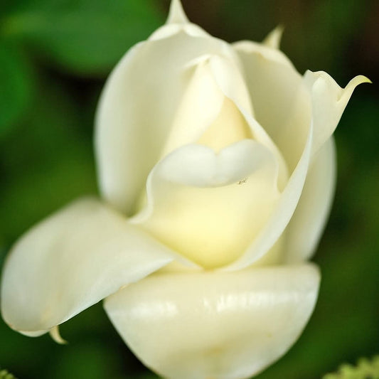 Rose de Porcelaine blanche