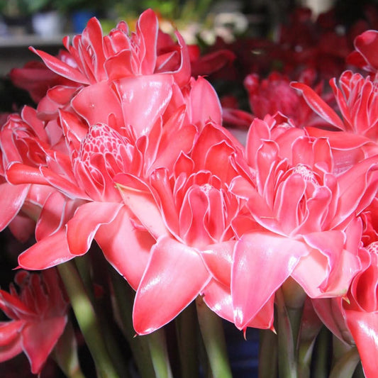 Rose de porcelaine Corail