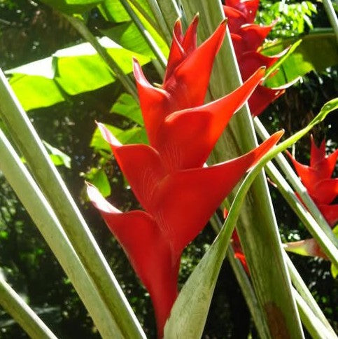 Heliconia Caribea rouge