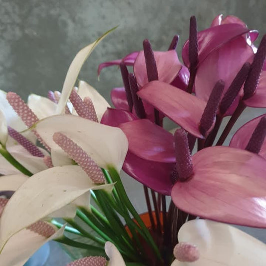 Anthurium pewee en mélange (Botte de 10)