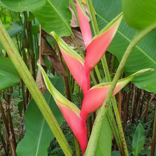 Heliconia Lo-lo