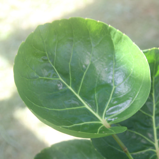 Polyscia "Mok" (botte de 10)