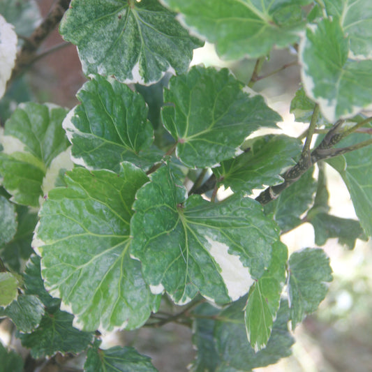 Polyscia Panaché blanc (botte de 10)