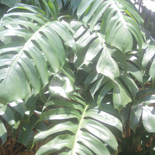 Philodendron 50 cm et plus  (à l'unité)