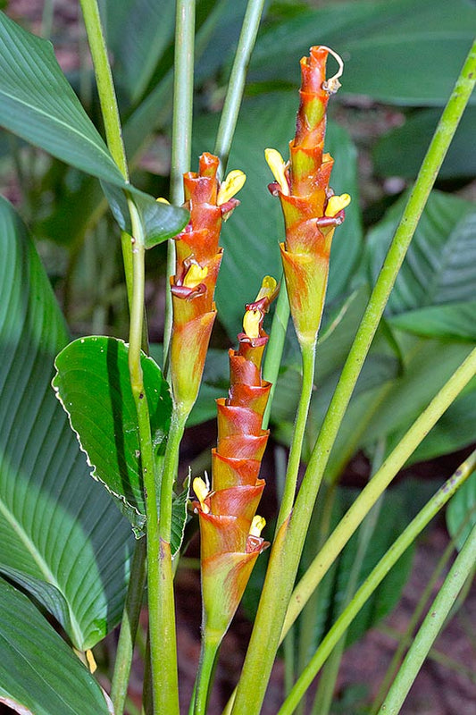 Calathea Cigare