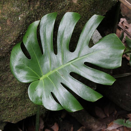 Monstera 20-30 cm  (botte de 10)