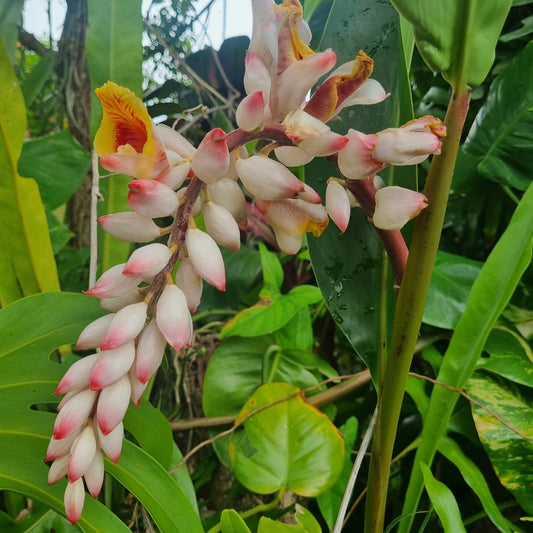 Alpinia Larme de la vierge