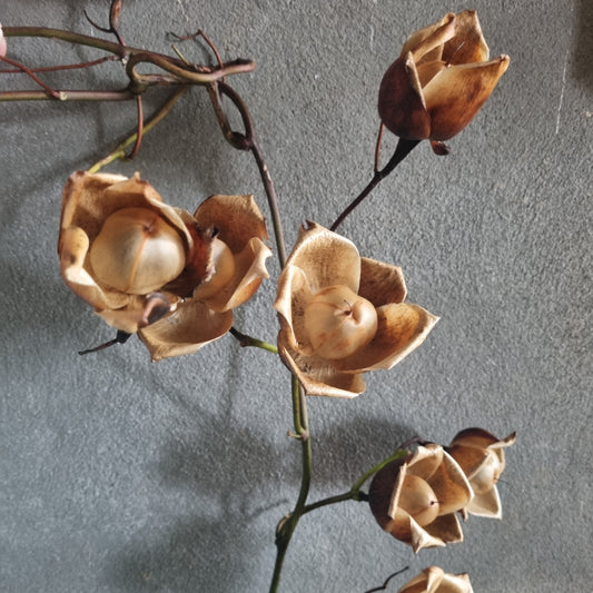 Rose des bois-botte de 100