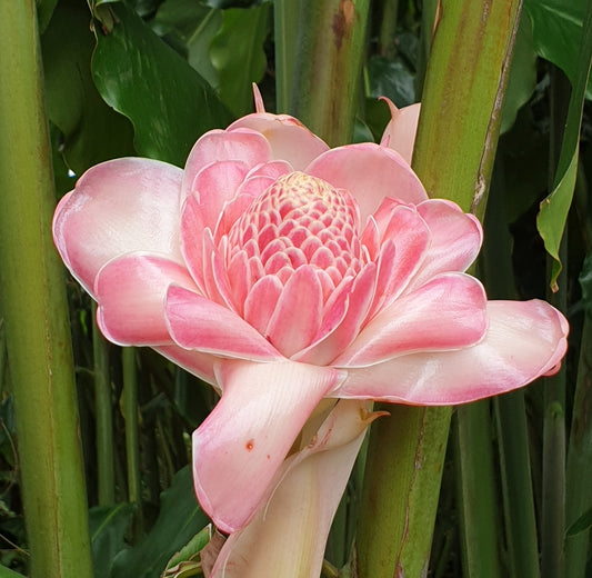 Rose de porcelaine nacrée