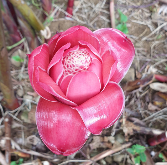Rose de porcelaine rouge